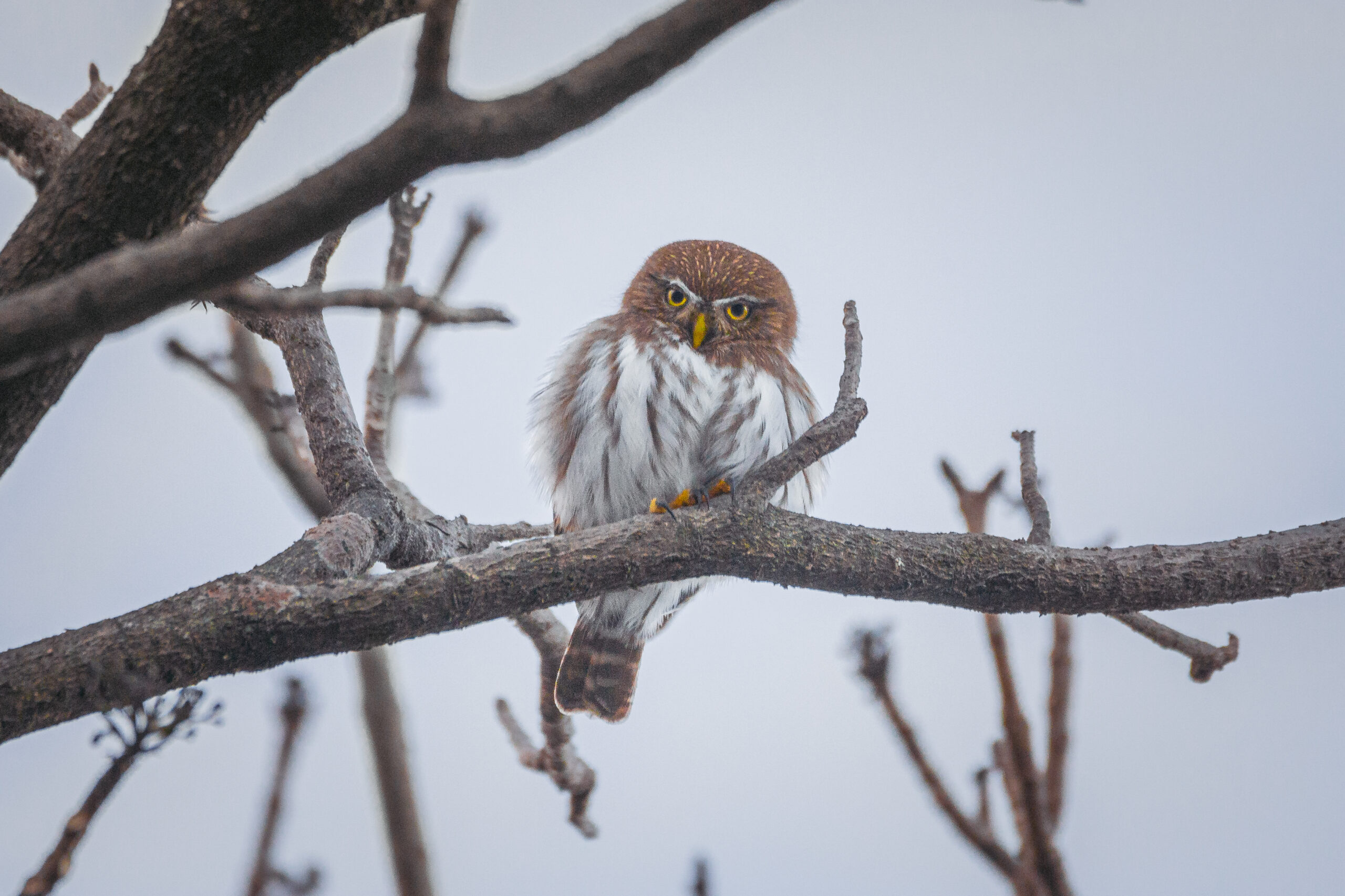 01 Glaucidium brasilianum